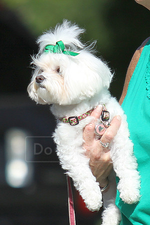 St. Patrick's Day parade along 5th Ave S. in Naples, FL