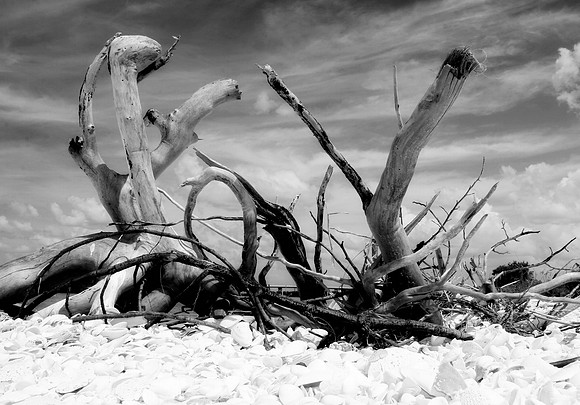 Driftwood b&w