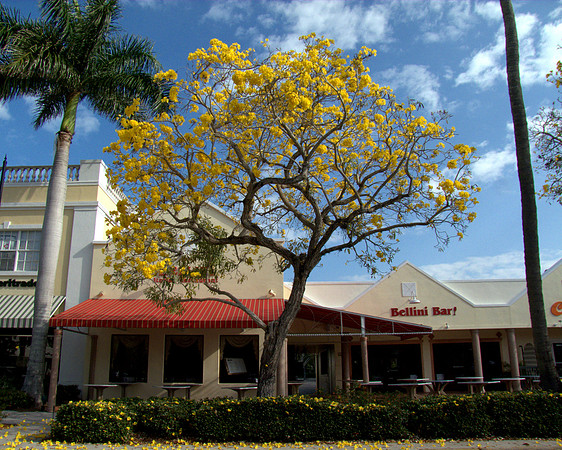 Naples yellow tree