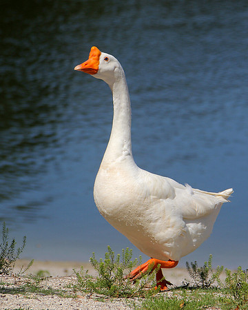 Swan