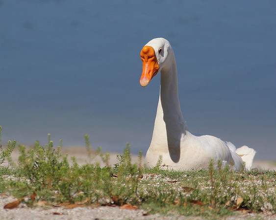Swan, duck