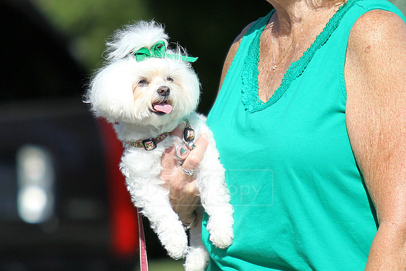 St. Patrick's Day parade along 5th Ave S. in Naples, FL